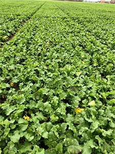 kraftig grøn rapsmark